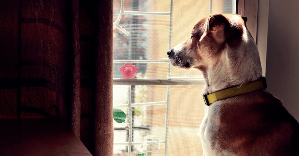 A dog waiting at the window for its owner — separation anxiety is one of the most common and costly behavioural problems for UK dog owners