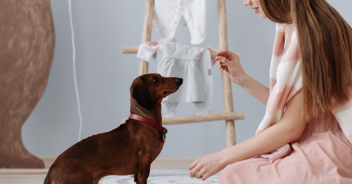 A UK owner using treats to train her dog at home — a self-guided desensitisation protocol is the lowest-cost route to fixing dog separation anxiety