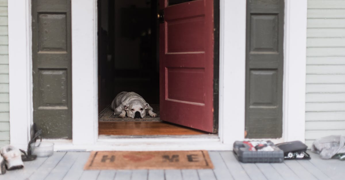 A dog lying in a doorway waiting — the cost of fixing dog separation anxiety in the UK depends entirely on which treatment route you choose
